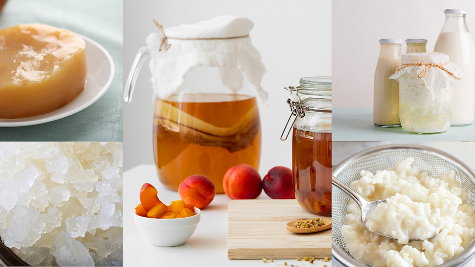 Probiootikumid teie perele