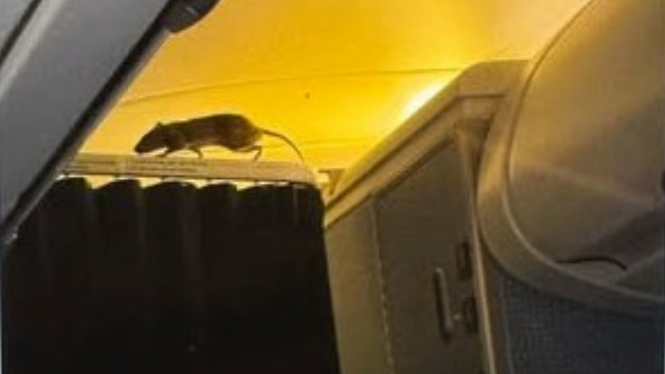 RAT WAS DISCOVERED ON BOARD. Massive Flight Disruption and Your Right to Compensation