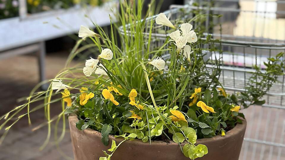 Spring container placements