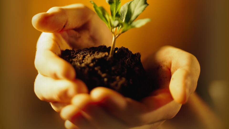 How to maintain a level of moisture of the plant throughout the season and reduce the amount of fertilizer