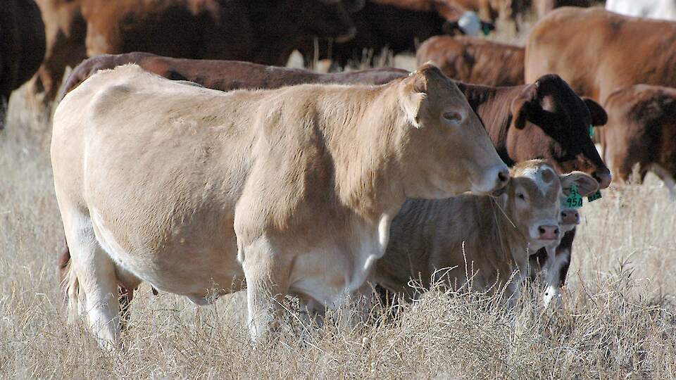 Vaccination of cattle - reasonable or pointless?