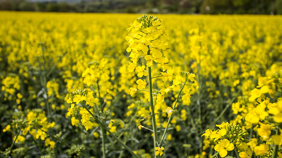 Rapool new varieties