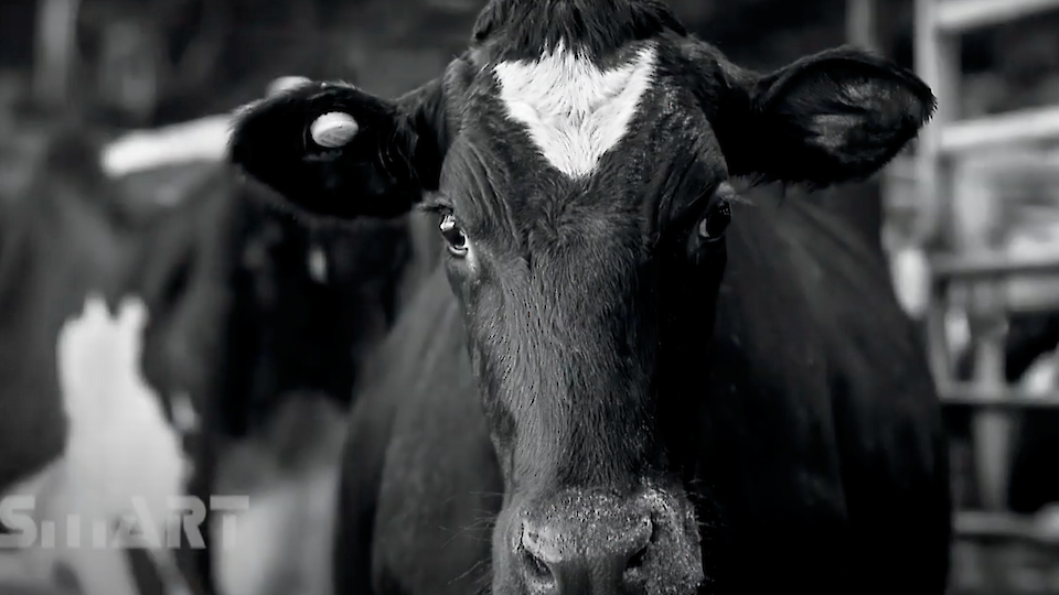 The SMARTBOW animal tracking system solves the labor crisis