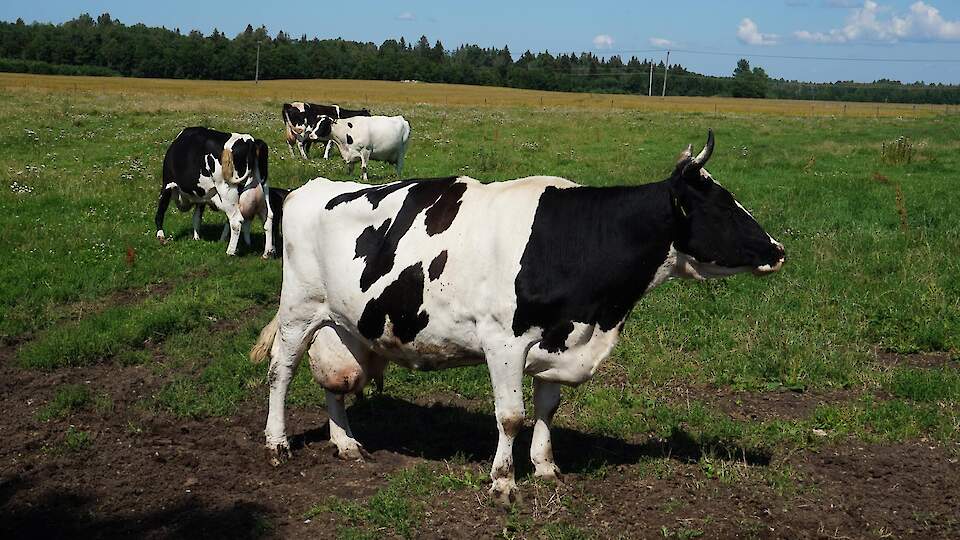 Piimafarmi jätkusuutlikkus madala piimahinna tingimustes