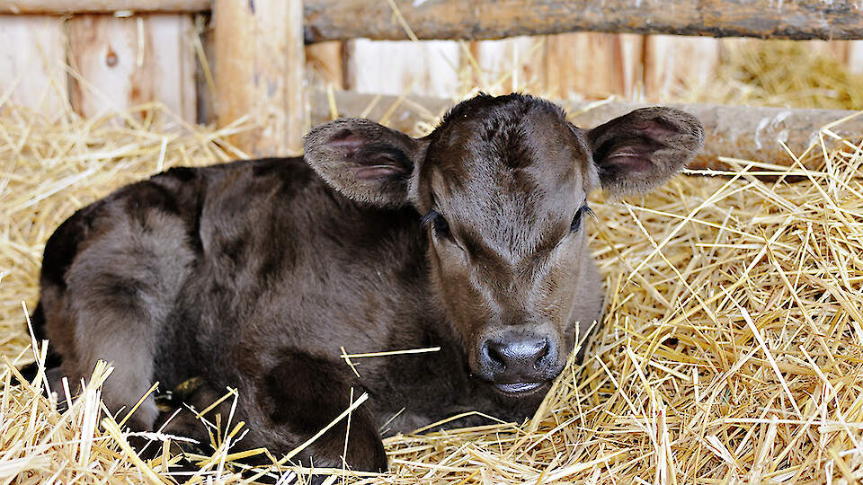 Prerequisites for successful calf rearing