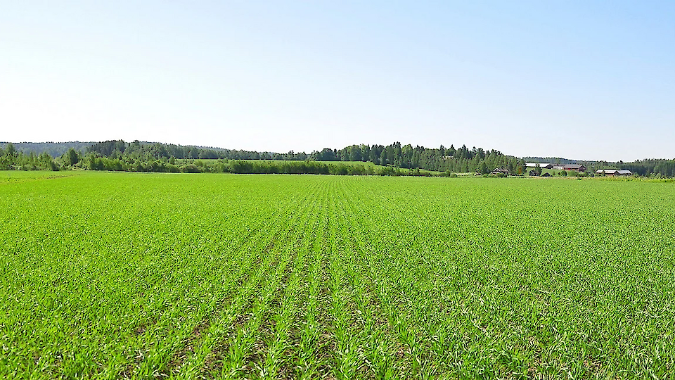 If you don't get the full solution, then halfway. How much fertilize?