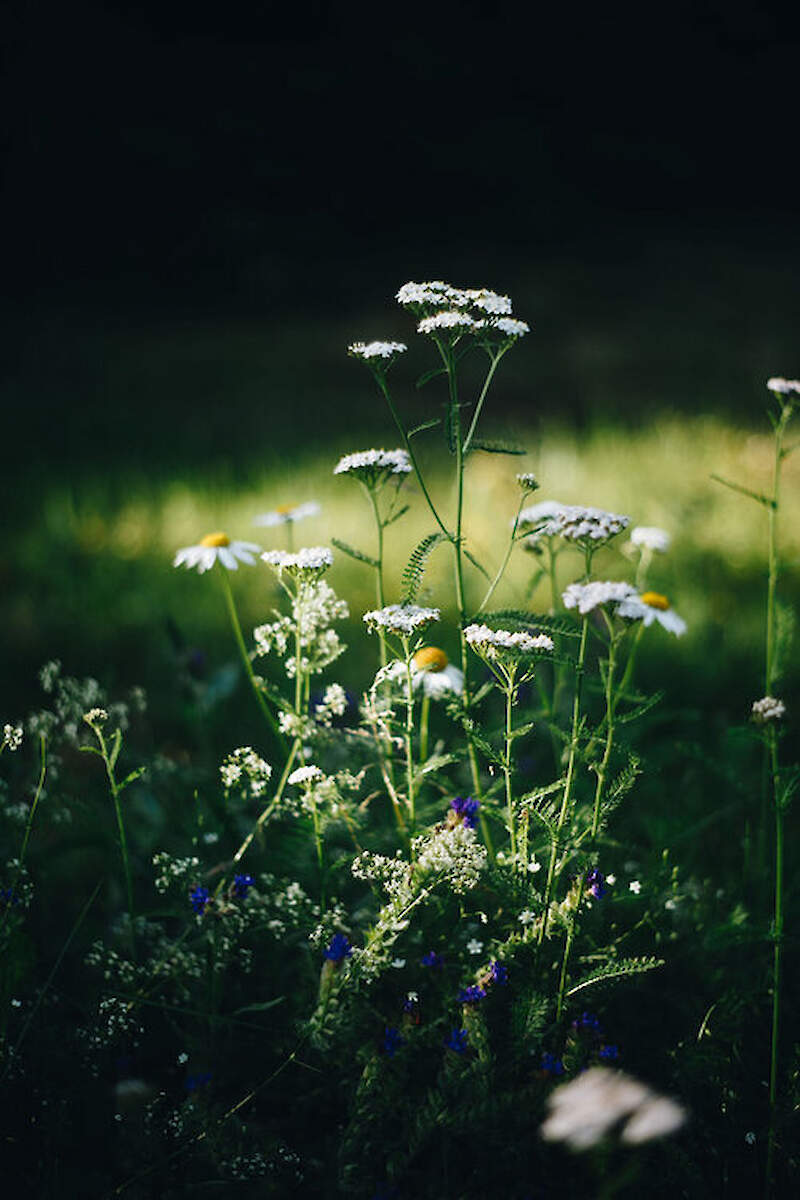 Medicinal plants and health