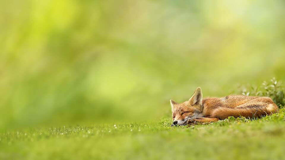 UMA KUUP Guest apartment