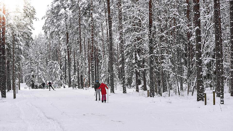 Võru-Kubija cross-country skiing trails