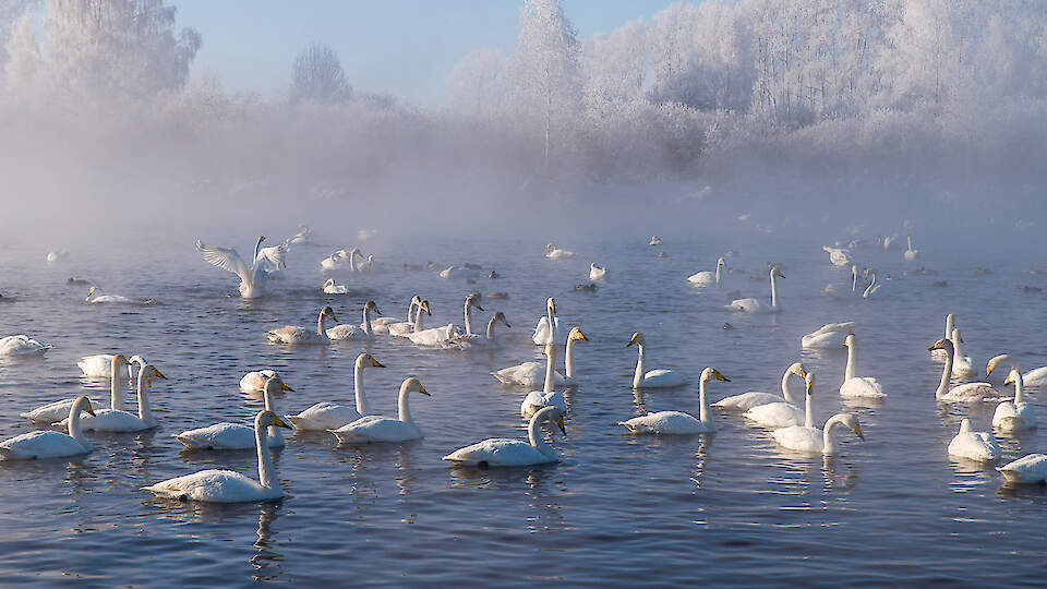 Your Guide, Tour Operator